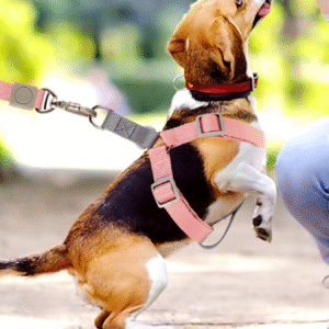 Dos arneses y correas de nylon para mascotas pequeñas sobre fondo blanco. Incluye hebillas plásticas y anillos metálicos en forma de D.